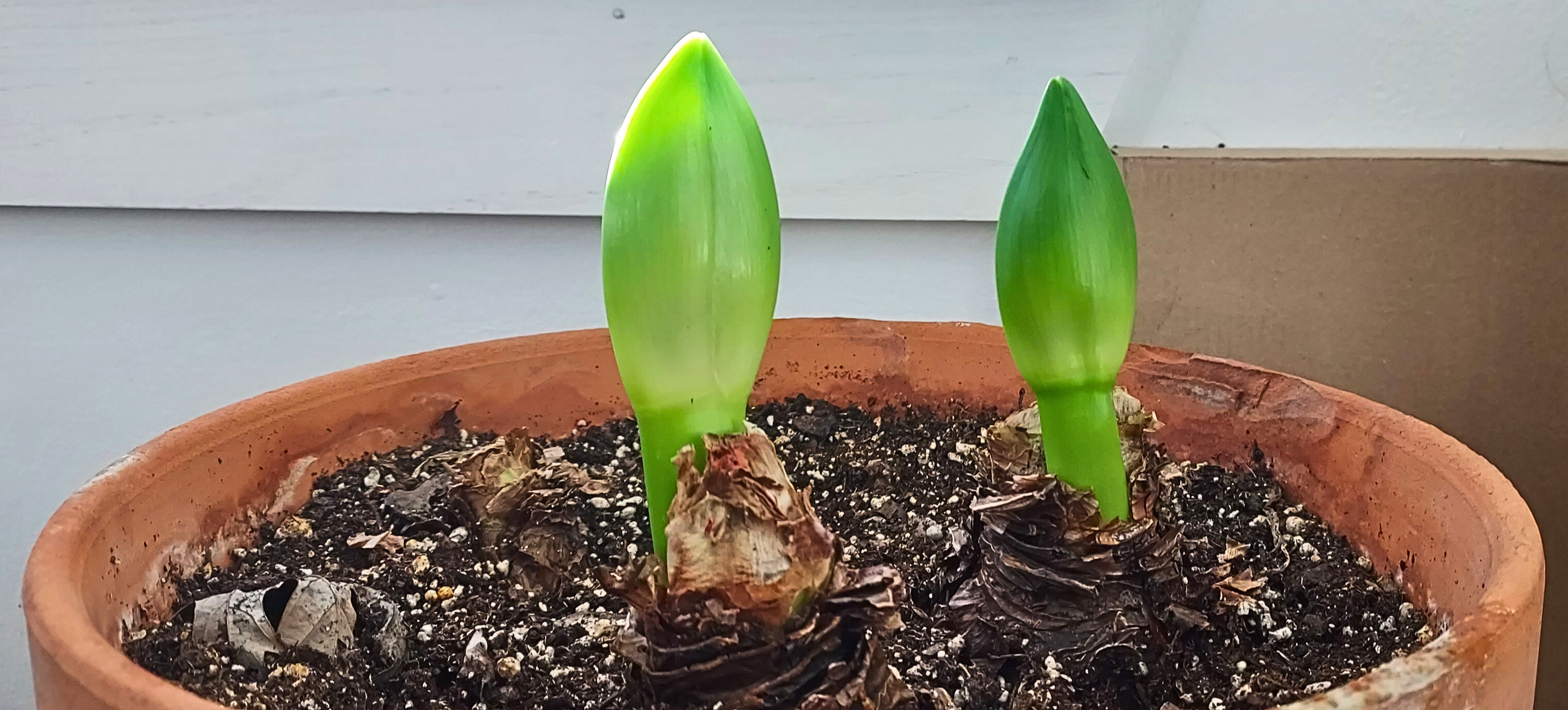 Two amaryllis bulbs in a pot beginning to grow green leaves.